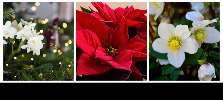 NOEL FLEURS 20251125_172617745.jpg